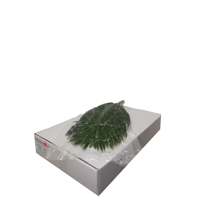 <h4>PHOENIX ROEBELINII 60 CM VACUUM</h4>
