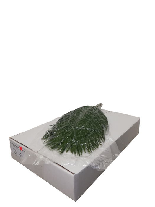 <h4>PHOENIX ROEBELINII 60 CM VACUUM</h4>