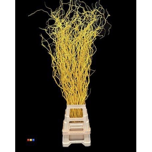 Salix 130cm Yellow