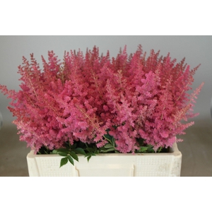 Astilbe Else Schluck