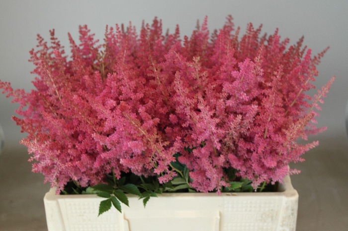 <h4>Astilbe Else Schluck</h4>