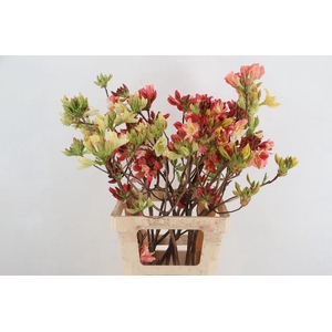 RHODO. MIXED 065CM