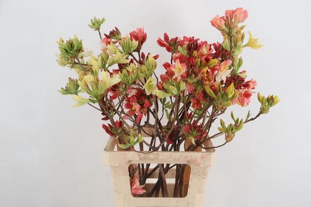 <h4>RHODO. MIXED 065CM</h4>