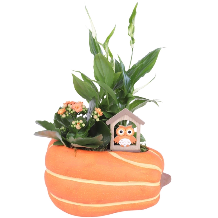 <h4>Arr.   Planten L%</h4>