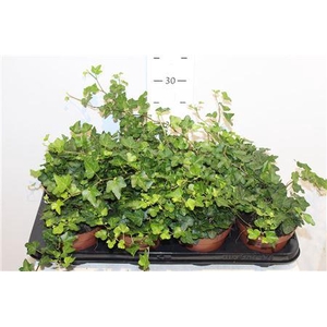 Hedera Helix Wonder