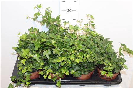 <h4>Hedera Helix Wonder</h4>