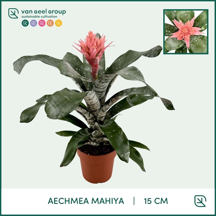 <h4>Aechmea   ...mix</h4>