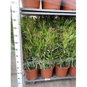 Nerium oleander   ...