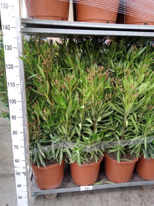 <h4>Nerium oleander   ...</h4>