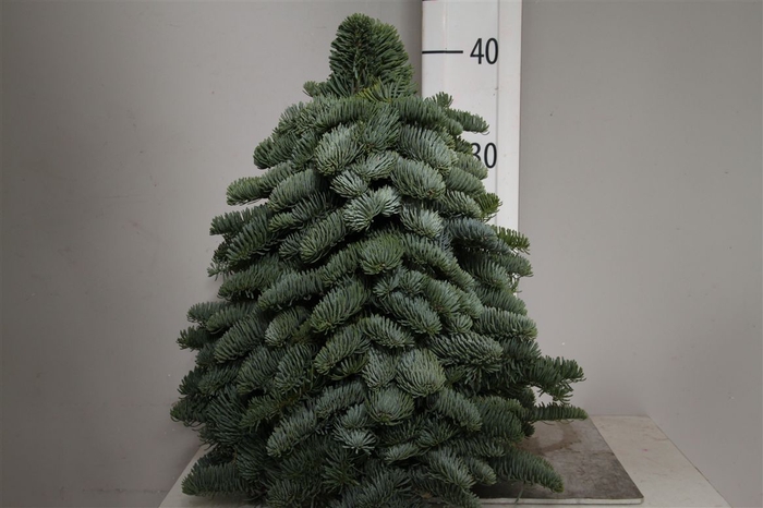 <h4>Kerstboom Nobilis 40cm</h4>