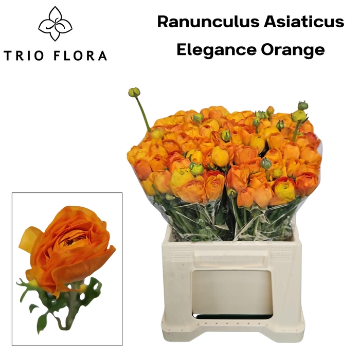 <h4>RAN EL ORANGE 566</h4>