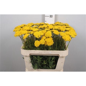 Achil F Parker Variety