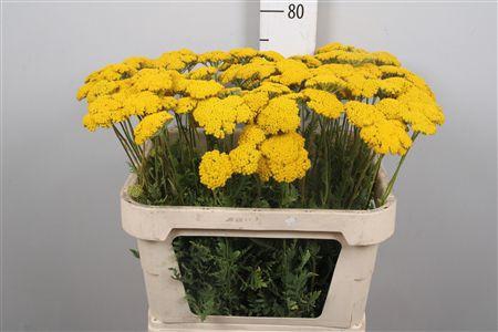 <h4>Achil F Parker Variety</h4>