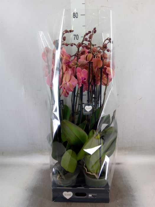 <h4>Phalaenopsis  'Asian Coral'</h4>