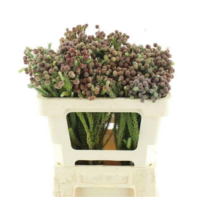 <h4>BERZ LANUGINOSA</h4>