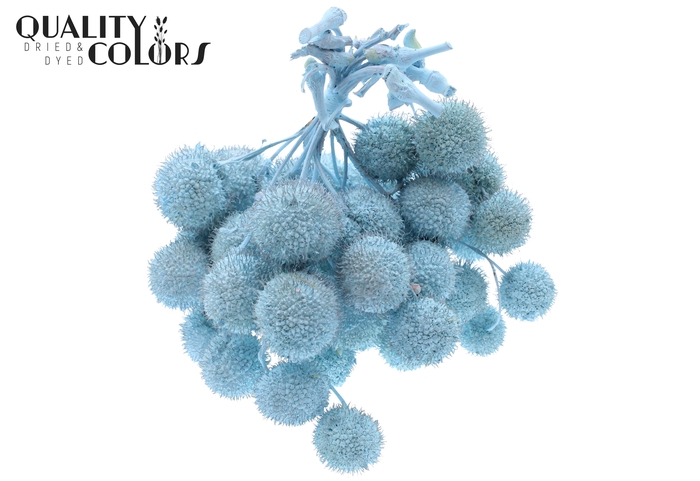 Small ball per bunch in poly Covered Light Blue