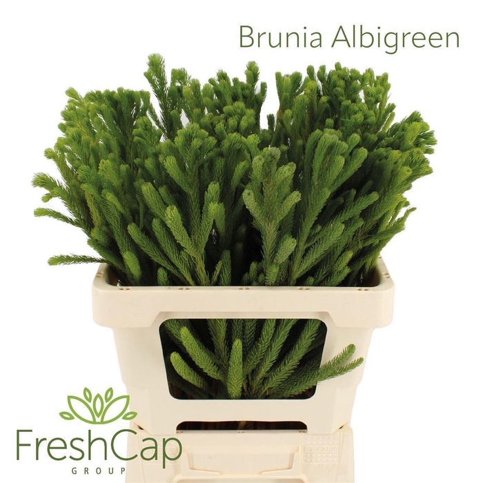 <h4>Brunia albiflora</h4>