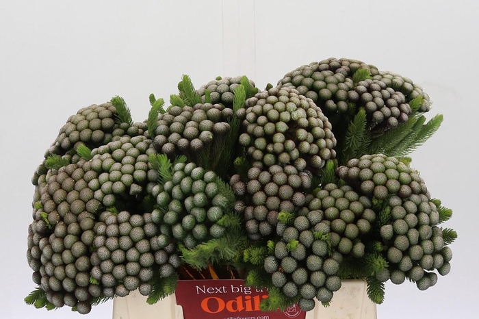 <h4>Cape Green Albiflora</h4>