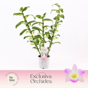 Dendrobium Nobilé, Pandora 3-spike 'Exclusiva Orchidea'