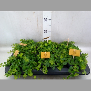 Peperomia rotundifolia