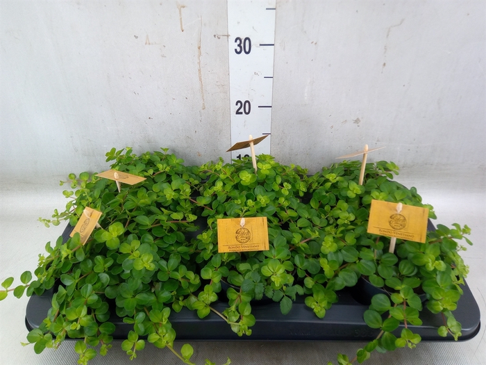 <h4>Peperomia rotundifolia</h4>