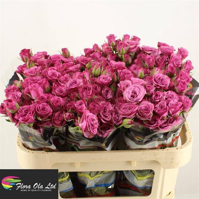 <h4>R Tr Fiction Flora Ola</h4>