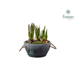 Cement pot met handvaten en Bollenmix