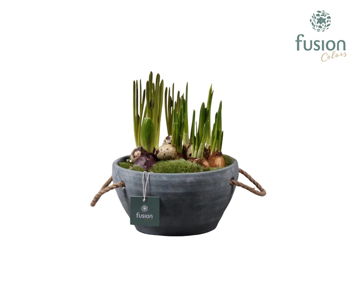 <h4>Cement pot met handvaten en Bollenmix</h4>