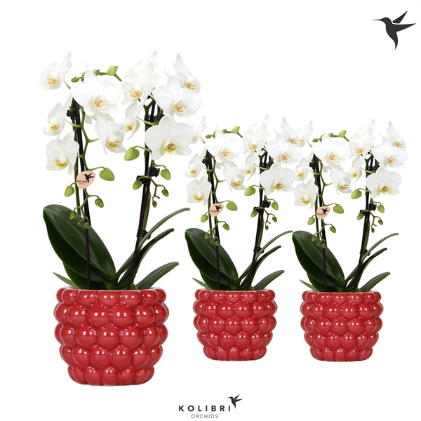 <h4>Kolibri Orchids Niagara fall white 2 spike in Berry pot</h4>