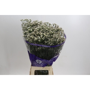 Limonium White Activa