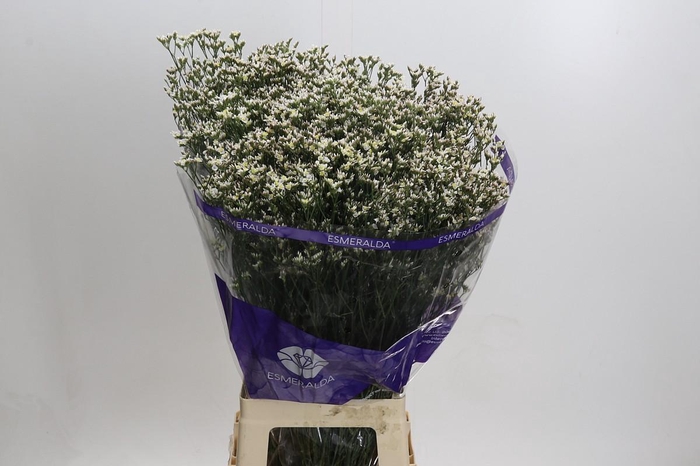 <h4>Limonium White Activa</h4>