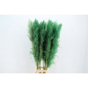 DF Pampas 130cm Apple Green