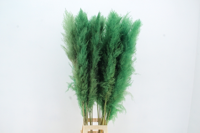 <h4>DF Pampas 130cm Apple Green</h4>