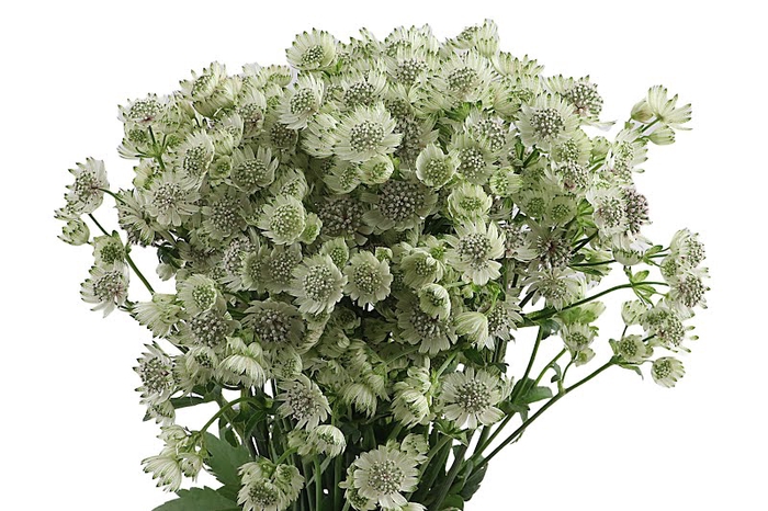 <h4>Astrantia Billion Stars</h4>