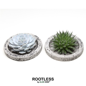 ROOTLESS succulent, Koala bowl