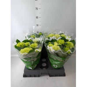 Hydrangea mac.   ...