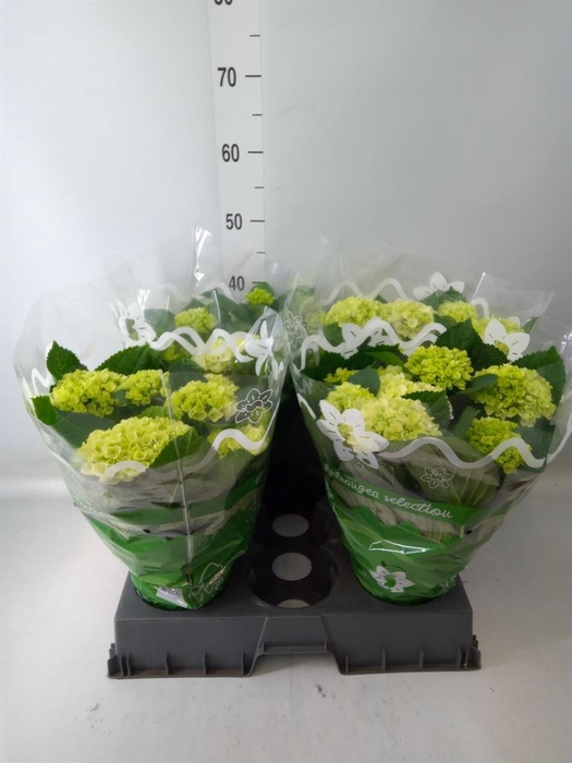 <h4>Hydrangea mac.   ...</h4>