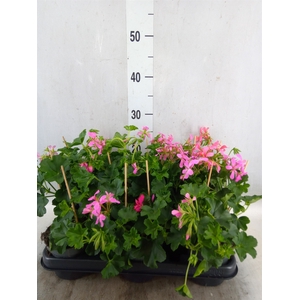 Pelargonium pelt. 'Balkon Lila'