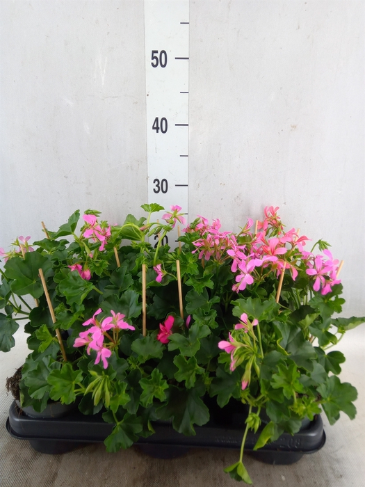 <h4>Pelargonium pelt. 'Balkon Lila'</h4>
