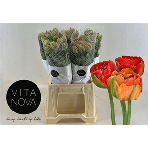 Tu Fr Du Gudoshnik Double