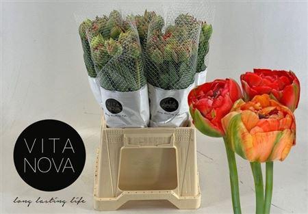 <h4>Tu Fr Du Gudoshnik Double</h4>