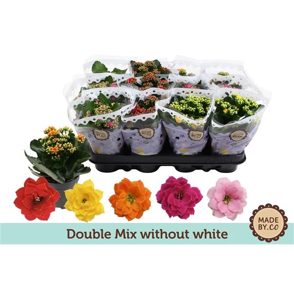 <h4>Kalanchoë Double Mix without white</h4>