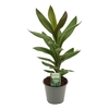 Cordyline Glauca 12 cm