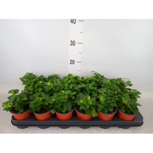 Hedera helix 'Wonder'