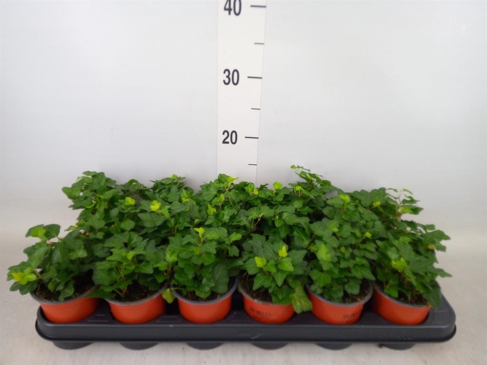 <h4>Hedera helix 'Wonder'</h4>