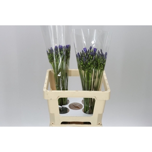 Triteleia Blues