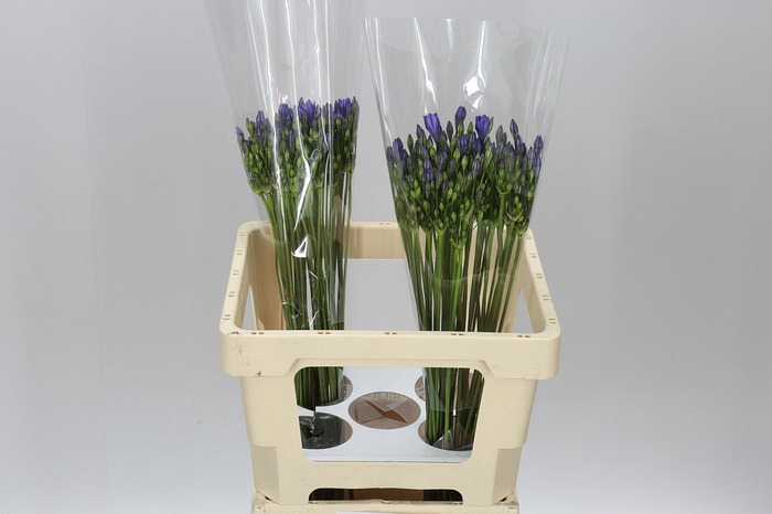<h4>Triteleia Blues</h4>