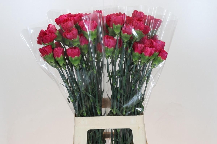 <h4>Dianthus St Zepellin</h4>