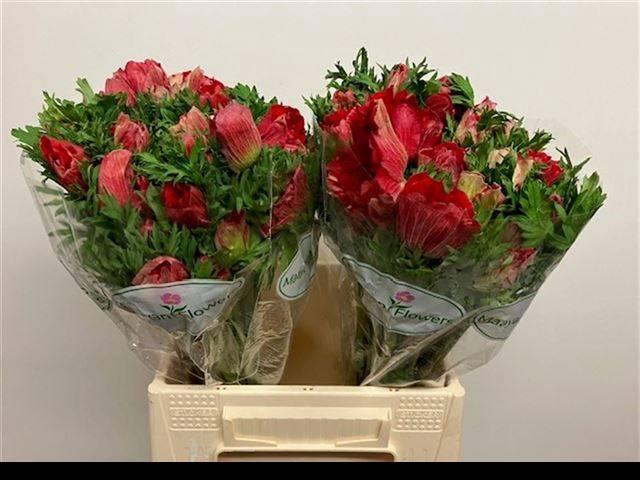 <h4>ANEM CO GALIL ROOD</h4>