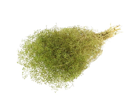 Bunch Gypsophila Pres. 100g L40/50